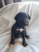 Small Photo #8 German Shorthaired Pointer-Golden Labrador Mix Puppy For Sale in AMES, IA, USA