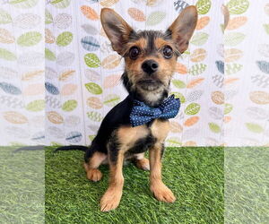 Chihuahua-Unknown Mix Dogs for adoption in Corona, CA, USA