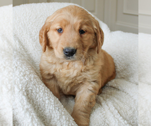 Golden Retriever Puppy for sale in EAST EARL, PA, USA