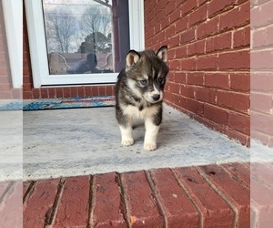 Siberian Husky Puppy for Sale in CROSSVILLE, Alabama USA