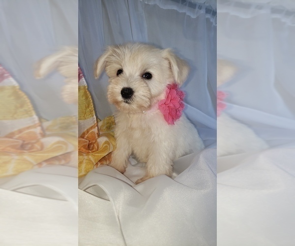 Medium Photo #2 Schnauzer (Miniature) Puppy For Sale in WINDYVILLE, MO, USA