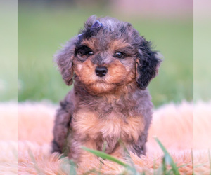 Medium Poodle (Toy)