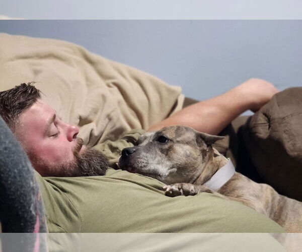 Medium Photo #42 American Pit Bull Terrier-American Staffordshire Terrier Mix Puppy For Sale in Wenonah, NJ, USA