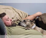 Small #41 American Pit Bull Terrier-American Staffordshire Terrier Mix