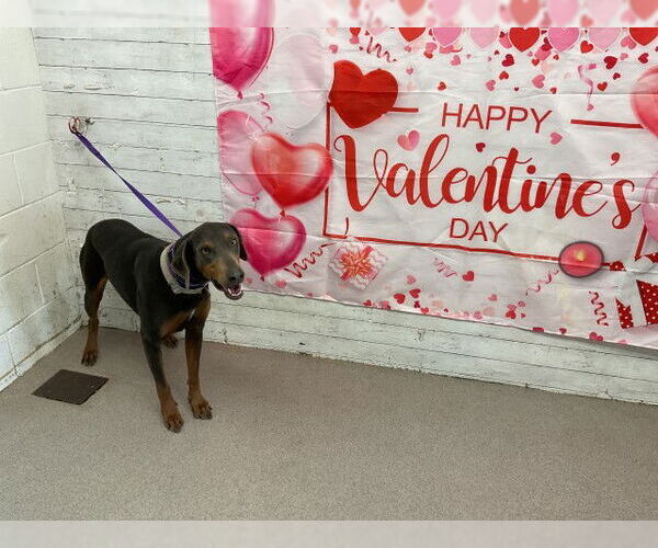Medium Photo #1 Doberman Pinscher Puppy For Sale in San Bernardino, CA, USA