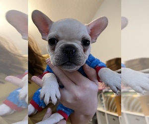 French Bulldog Puppy for sale in DAYTONA BEACH, FL, USA