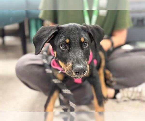 Medium Photo #1 Doberman Pinscher-Unknown Mix Puppy For Sale in Santa Rosa, CA, USA