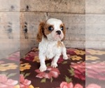 Image preview for Ad Listing. Nickname: Litter of 4