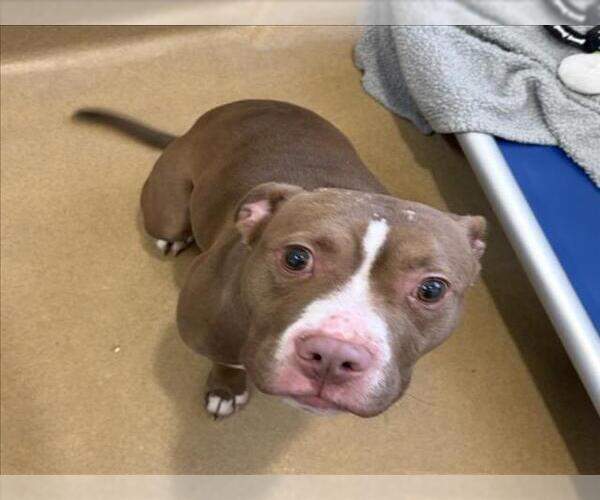 Medium Photo #1 American Pit Bull Terrier Puppy For Sale in Derwood, MD, USA