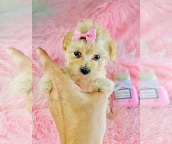 Medium Photo #23 Poodle (Toy) Puppy For Sale in DALLAS, TX, USA