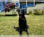 Small #1 Labrador Retriever Mix