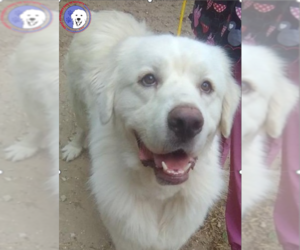 Great Pyrenees Dogs for adoption in Spring, TX, USA