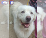 Kelly - Male Great Pyrenees Dog for Adoption - Small photo