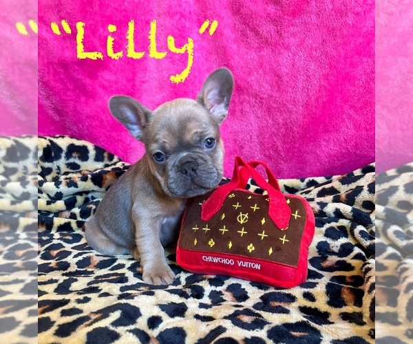 Medium Photo #2 French Bulldog Puppy For Sale in HENRYETTA, OK, USA