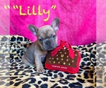 Small #1 French Bulldog