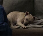 Small #1 American Staffordshire Terrier-Labrador Retriever Mix