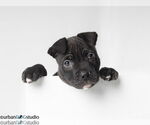 Small #1 Labrador Retriever Mix