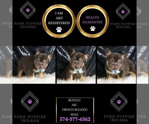 Medium Photo #2 French Bulldog Puppy For Sale in WARSAW, IN, USA