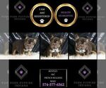 Small Photo #115 French Bulldog Puppy For Sale in WARSAW, IN, USA