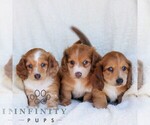 Small #2 Dachshund