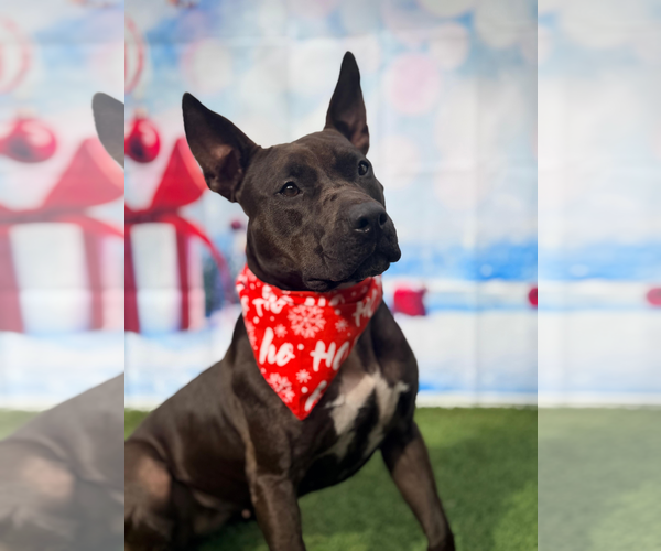 Medium Photo #2 Mutt Puppy For Sale in Pompano Beach , FL, USA