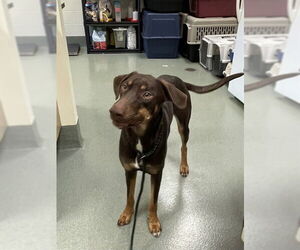 Doberman Pinscher-Unknown Mix Dogs for adoption in Lee's Summit, MO, USA