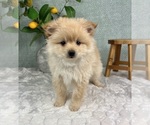 Small #4 Pomeranian