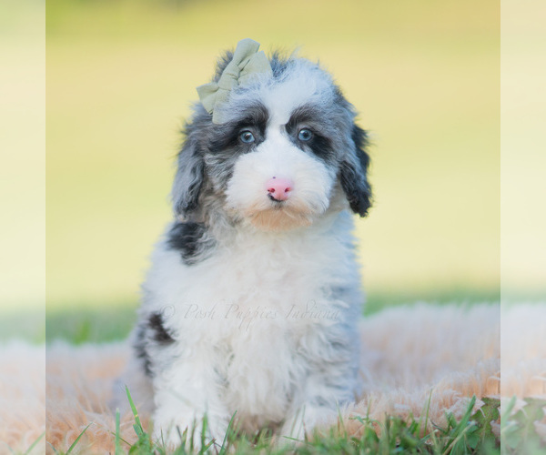 Medium Photo #32 Goldendoodle (Miniature) Puppy For Sale in WARSAW, IN, USA