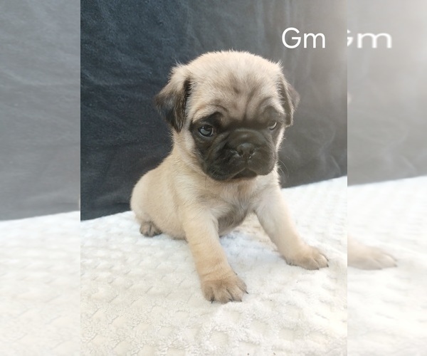 Medium Photo #11 Pug Puppy For Sale in EDGAR, WI, USA
