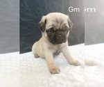 Small #10 Pug