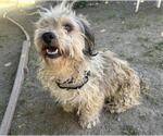 Small Shih Tzu Mix