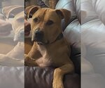 Small Photo #2 American Pit Bull Terrier-Rhodesian Ridgeback Mix Puppy For Sale in Spotsylvania, VA, USA
