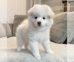 Puppy Franklin Pomsky