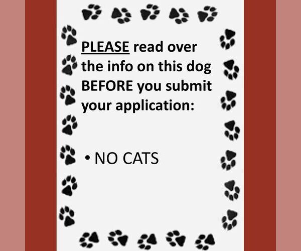 Medium Photo #4 Mutt Puppy For Sale in Fargo, ND, USA