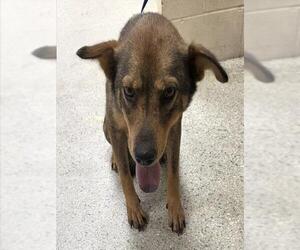 German Shepherd Dog Dogs for adoption in Conroe, TX, USA
