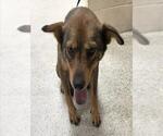 Small German Shepherd Dog