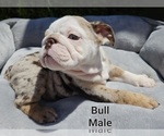 Small #1 Bulldog