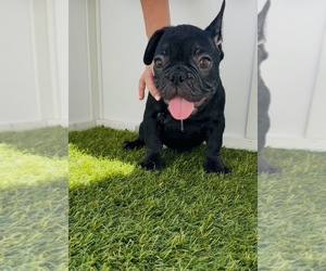 Medium French Bulldog