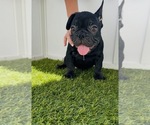 Puppy Puppy 1 French Bulldog