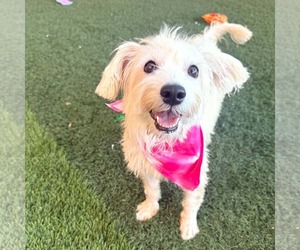 Mutt Dogs for adoption in Phoenix, AZ, USA
