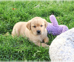 Adira - Female Golden Labrador Puppy for Sale - Photo #3