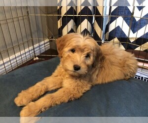 Goldendoodle (Miniature) Puppy for sale in CO SPGS, CO, USA