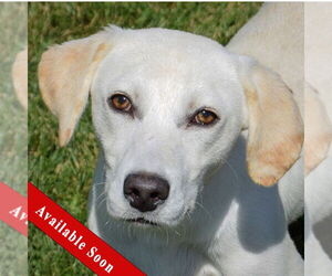 Medium Catahoula Leopard Dog Mix