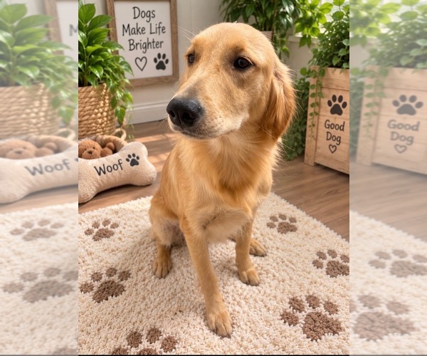 Medium Photo #1 Golden Retriever Puppy For Sale in ANTIOCH, CA, USA