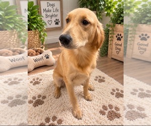 Golden Retriever Puppy for sale in ANTIOCH, CA, USA