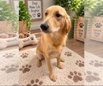 Small Golden Retriever