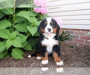 Bernese Mountain Dog Puppy for sale in WOOSTER, OH, USA