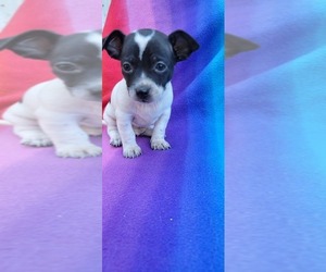 Chihuahua Puppy for sale in NORTH CHARLESTON, SC, USA
