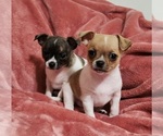 Small #2 Chihuahua