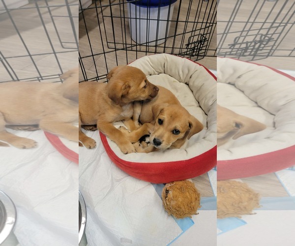 Medium Photo #3 Labrador Retriever-Unknown Mix Puppy For Sale in Brooksville, FL, USA